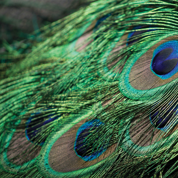 Peacock Smudging Feather