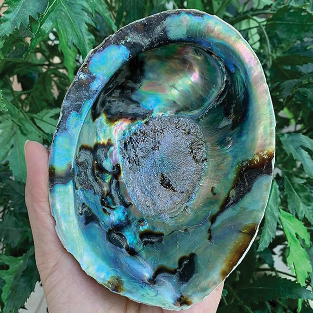 Abalone Shell Smudge Bowls (Large)